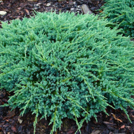 IENUPAR BLUE CARPET - Juniperus squamata Blue Carpet [3]
