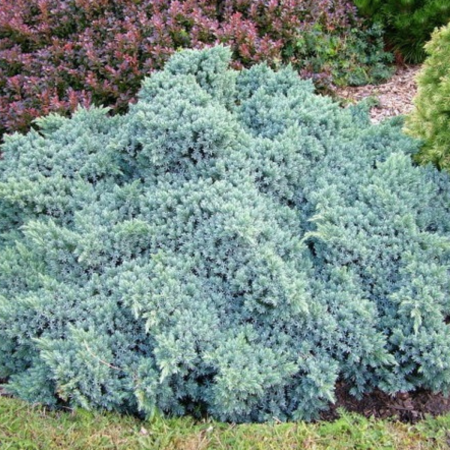 Conifere - IENUPAR BLUE STAR - Juniperus squamata Blue Star