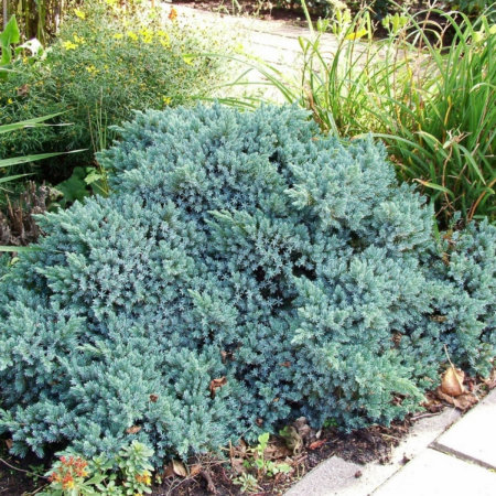 IENUPAR BLUE STAR - Juniperus squamata Blue Star [2]