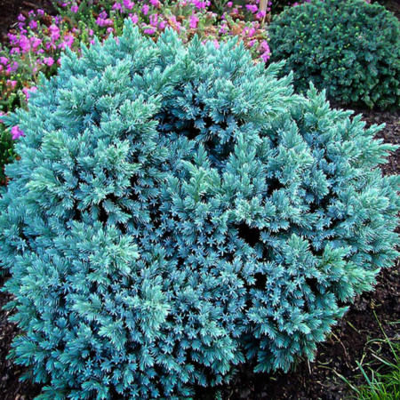 IENUPAR BLUE STAR - Juniperus squamata Blue Star [1]
