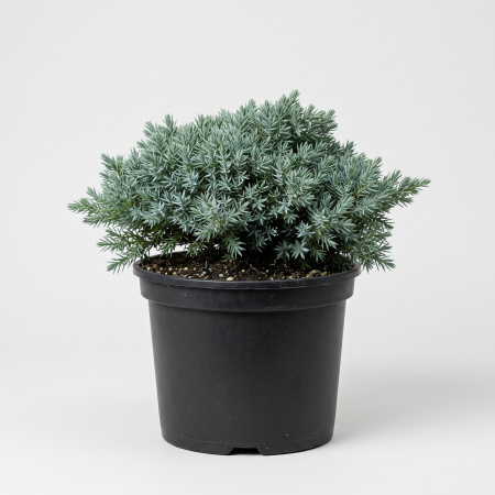 Conifere - IENUPAR BLUE STAR - fotografie produs