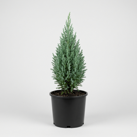 Conifere - Ienupar Chinensis Stricta - fotografie produs