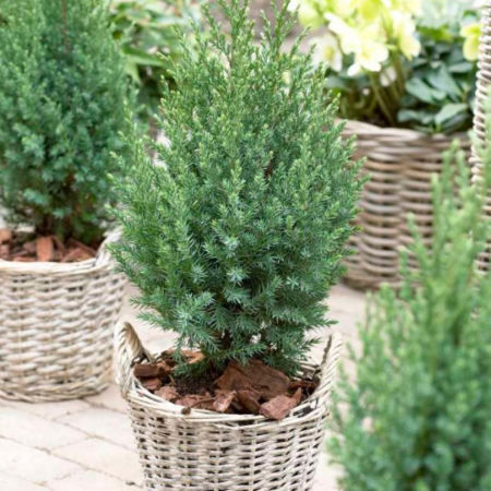 Conifere - IENUPAR CHINENSIS STRICTA