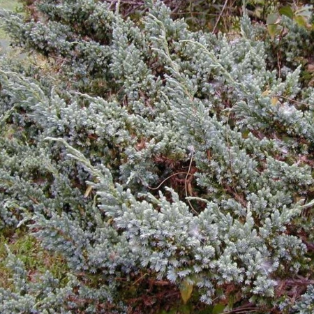 Conifere - IENUPAR SQUAMATA MEYERI