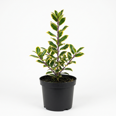 Plante ornamentale - Ilex × altaclerensis 'Golden King' - Ilice 'Golden King' 30 - 40 cm (2L)