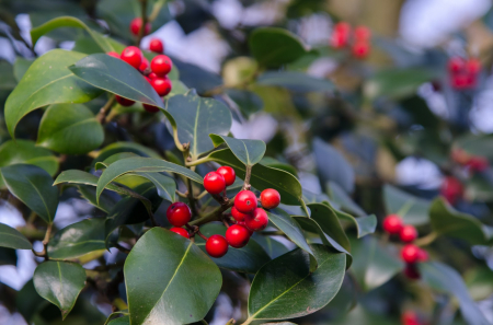 Plante ornamentale - ILEX BLUE MAID