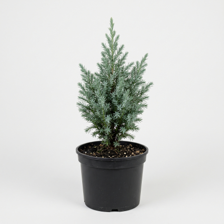 Conifere - Juniperus chinensis 'Blue Alps' - fotografie produs