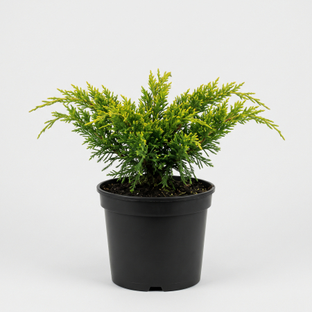 Conifere - Juniperus media 'Gold Coast' - fotografie produs