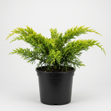 Juniperus media 'Pfitzeriana Aurea' - fotografie produs