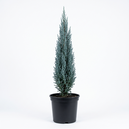 Ienupar - Juniperus scopulorum 'Blue Arrow' - Ienupăr de stâncă 'Blue Arrow' 140 - 160 cm