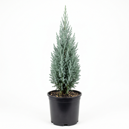 Ienupar - Juniperus scopulorum 'Moonglow' - Ienupăr de stâncă 'Moonglow' 60 - 80 cm (5L)