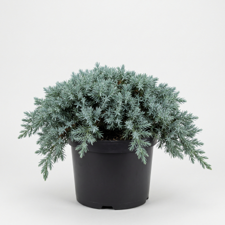 Conifere - Juniperus squamata 'Blue Star' - fotografie produs