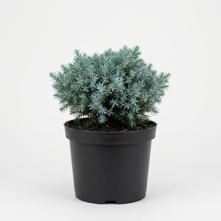 Conifere - Juniperus squamata 'Blue Star' - fotografie produs