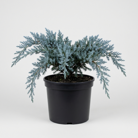 Conifere - Juniperus squamata 'Blue Swede' - fotografie produs