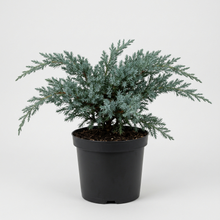 Conifere - Juniperus squamata 'Blue Swede' - fotografie produs