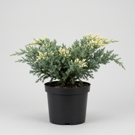 Ienupar - Juniperus squamata 'Holger' - fotografie produs