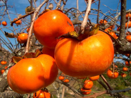 Pomi fructiferi - KAKI FUYU