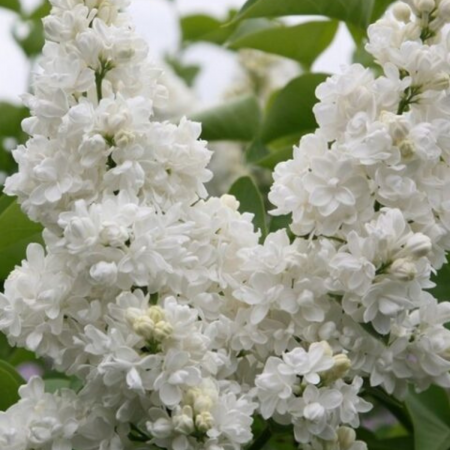 Arbusti cu flori - LILIAC ALB