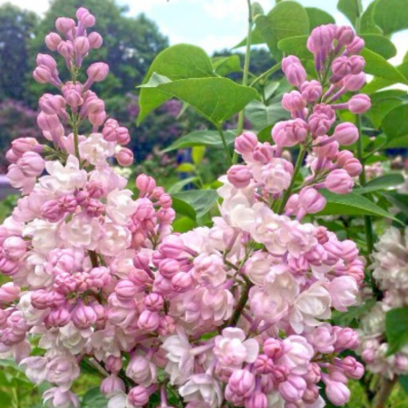 Arbusti cu flori - LILIAC ALB ROZIU