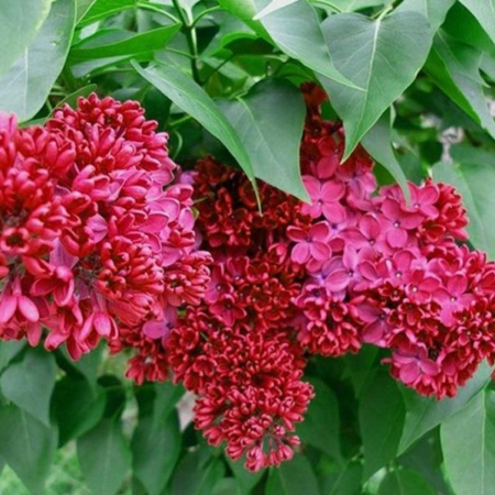 Arbusti cu flori - LILIAC MOSCOVA ROSIE