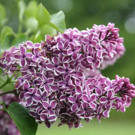 LILIAC MOV CU ALB  SENSATIA [1]