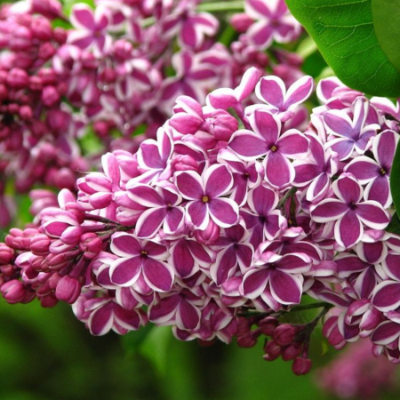 Arbusti cu flori - LILIAC MOV CU ALB  SENSATIA