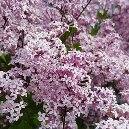 Arbusti cu flori - LILIAC MOV DESCHIS