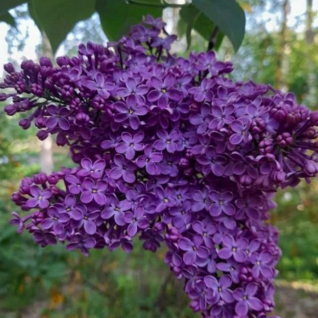 Arbusti cu flori - LILIAC MOV INCHIS - Buddleja Black Knight