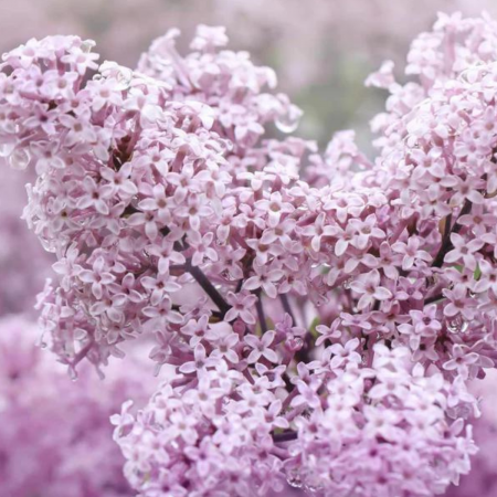Arbusti cu flori - LILIAC ROZ