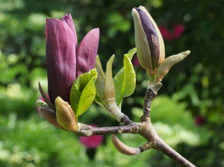 MAGNOLIA BLACK BEAUTY [3]