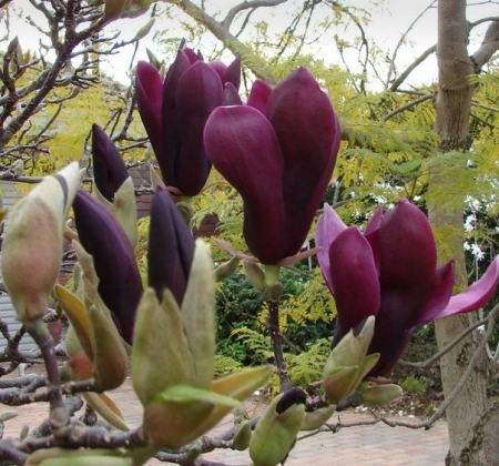 MAGNOLIA BLACK BEAUTY [1]