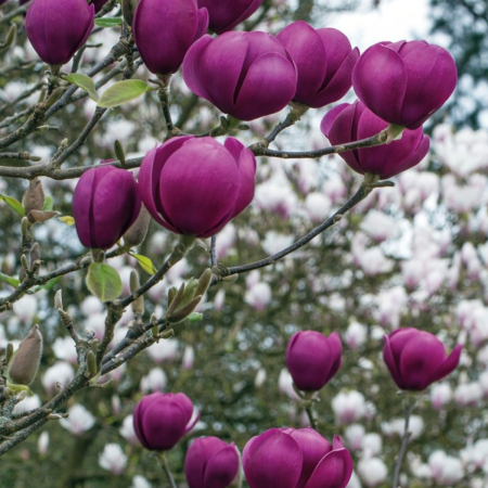 MAGNOLIA BLACK TULIP [1]