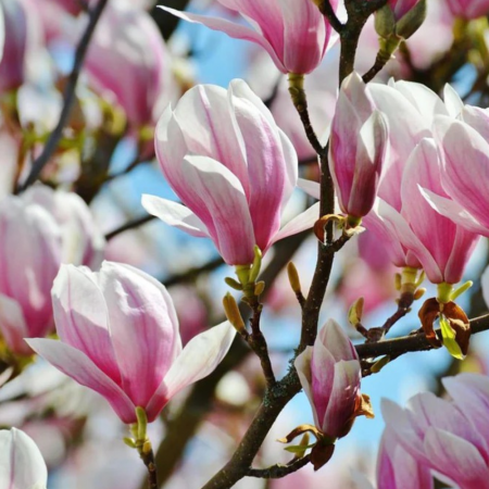 Magnolii - Magnolia George Henry Kern