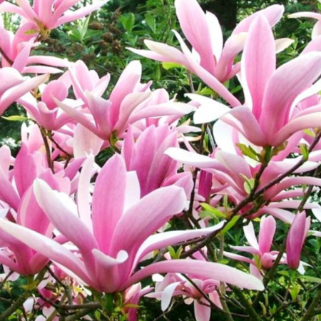 Magnolia George Henry Kern [1]