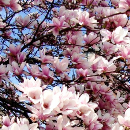 Magnolia George Henry Kern [2]