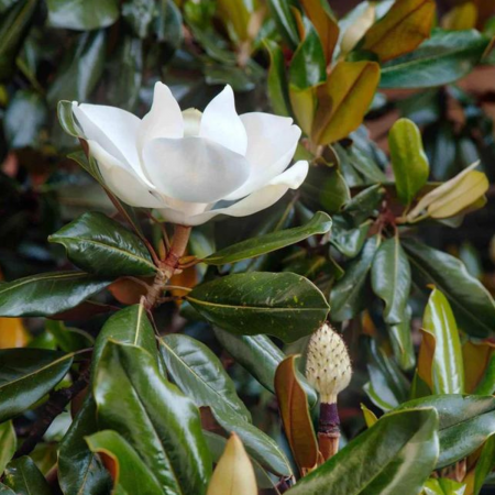 MAGNOLIA GRANDIFLORA GALLISONIENSIS [1]