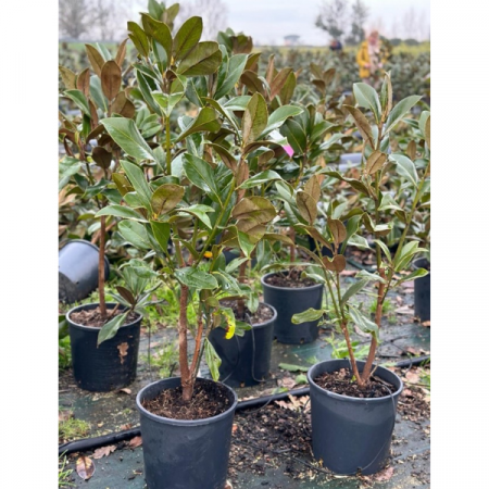 MAGNOLIA GRANDIFLORA GALLISONIENSIS [4]