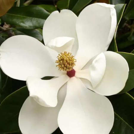 MAGNOLIA GRANDIFLORA GALLISONIENSIS [2]