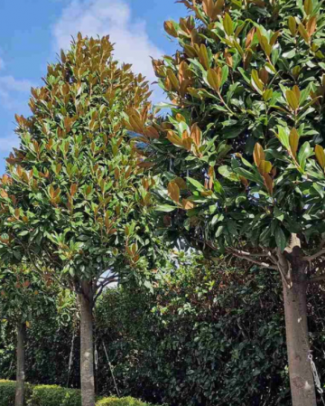Magnolia Grandiflora Persistenti [1]