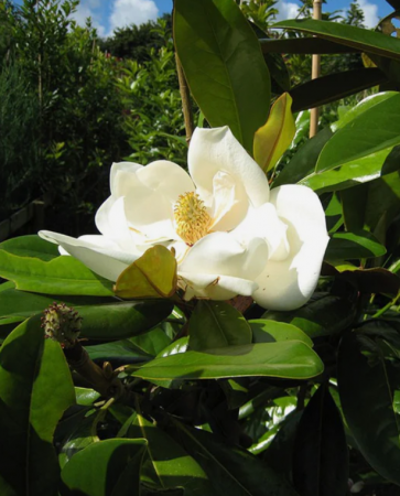 Magnolii - Magnolia Grandiflora Persistenti