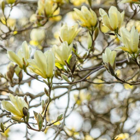 MAGNOLIA LILIIFLORA LILYFLOWER ELIZABETH [1]