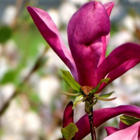 MAGNOLIA LILIIFLORA LILYFLOWER SUSAN [2]