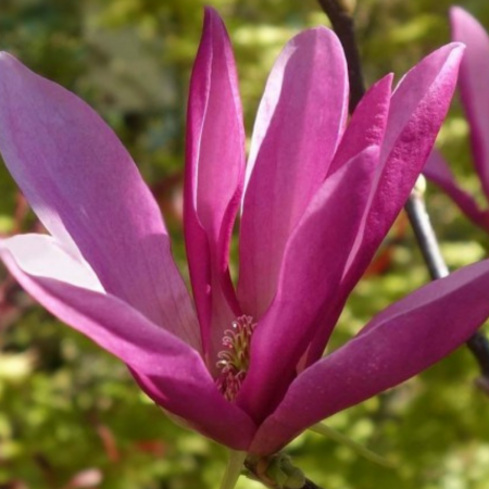 Magnolii - MAGNOLIA LILIIFLORA LILYFLOWER SUSAN