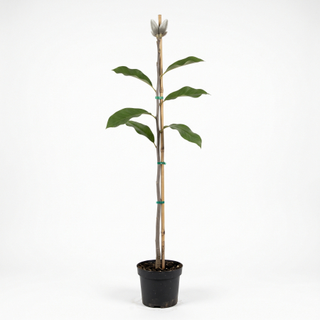 Magnolia 'Ricki' - Magnolie 'Ricki' 170 - 180 cm (3L) [1]