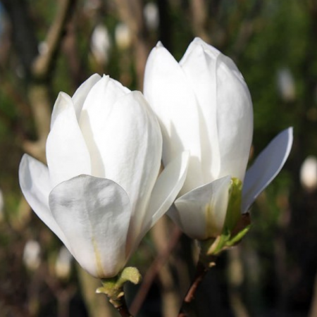 Magnolii - Magnolia Soulangeana Alba Superba