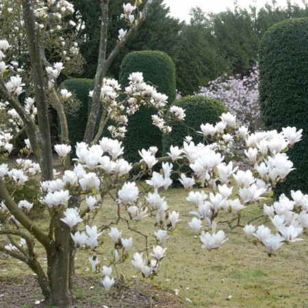 Magnolia Soulangeana Alba Superba [2]
