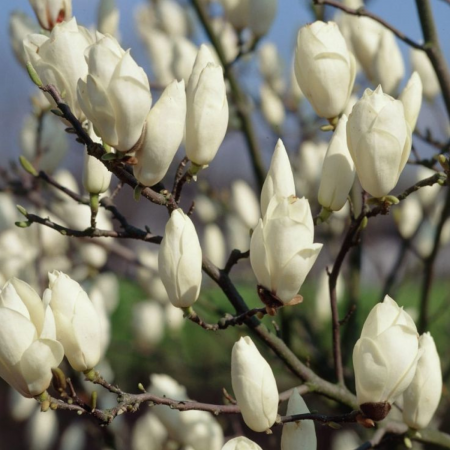 MAGNOLIA SOULANGEANA ALBA SUPERBA [1]
