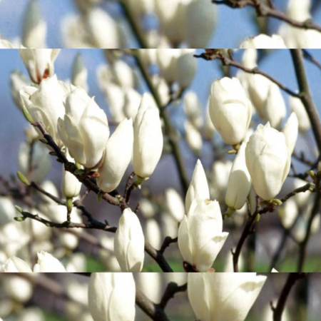 Magnolia Soulangeana Alba Superba [3]