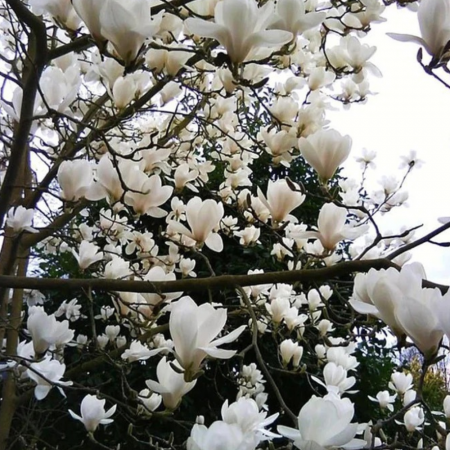 Magnolia Soulangeana Alba Superba [1]