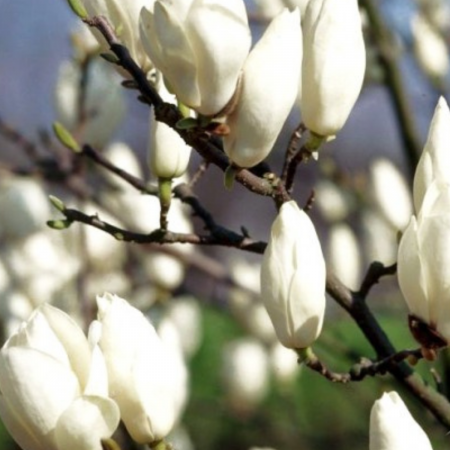 Magnolii - MAGNOLIA SOULANGEANA ALBA SUPERBA